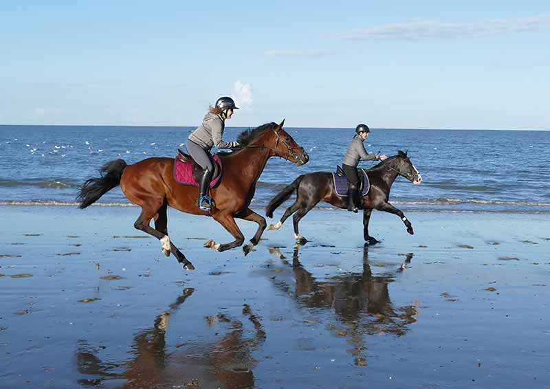 Cheval à la plage